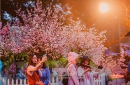 Lễ hội hoa anh đào tại Hà Nội diễn ra từ ngày 23 - 26/3 